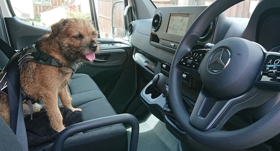 Mercedes vans - Dogs are a van man's best friend!