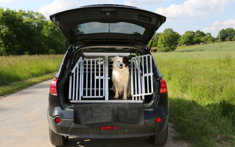 Safety Tips for Taking Your Dog on a Car Adventure
