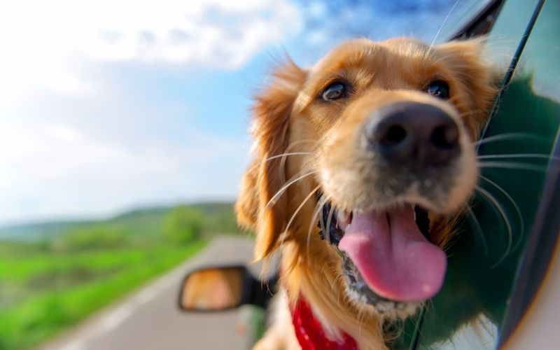 Driving With Dogs Can Cause £1,816 in Damage