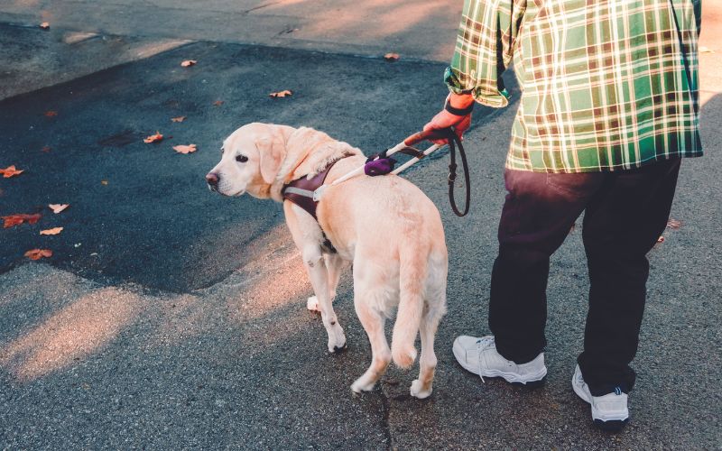 Can Taxi Drivers Legally Refuse A Guide Dog? Rules and Regulations Explained
