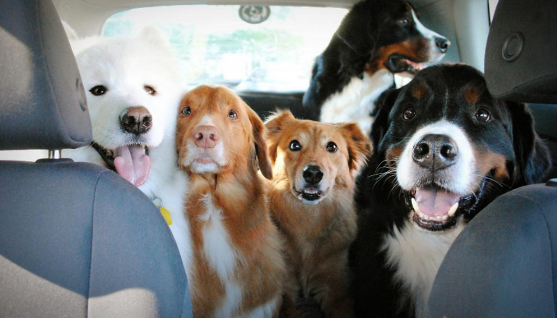Top 5 Cars for Dog Owners