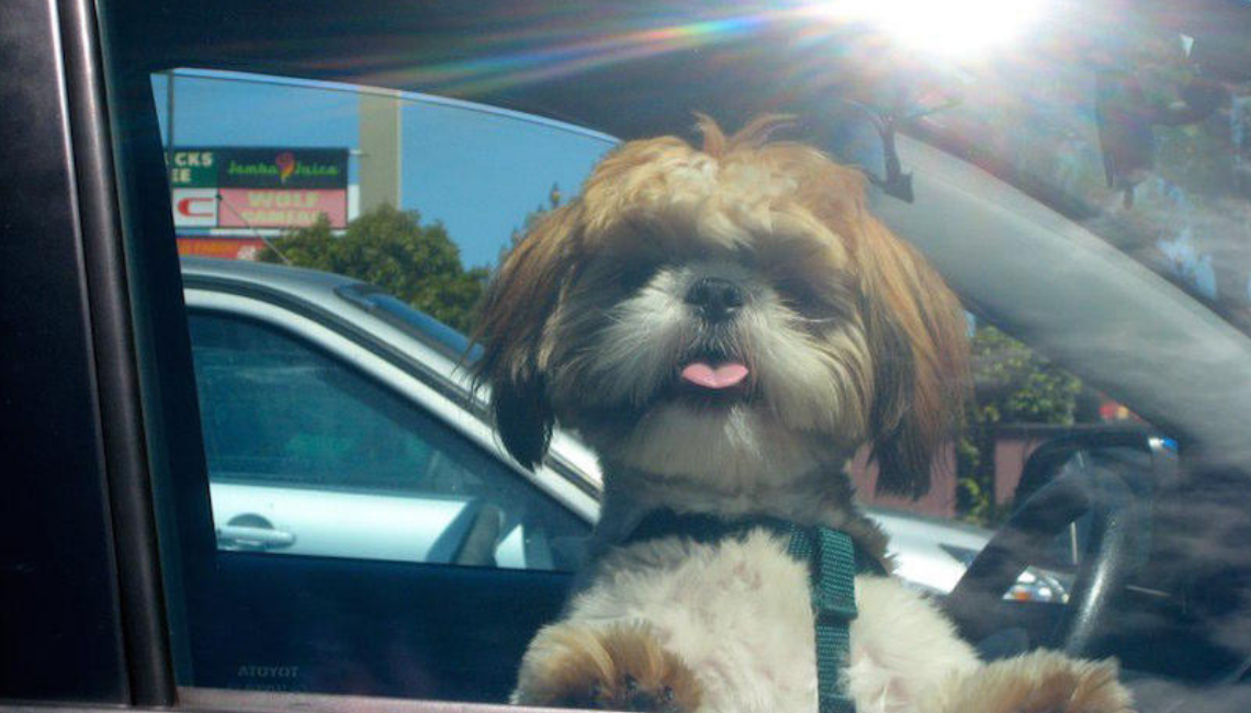 How to Rescue a Dog Left in a Hot Car