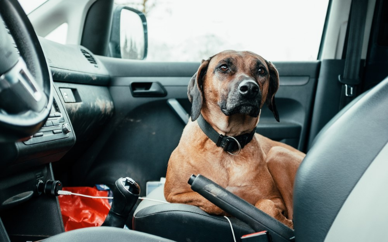 dog in car