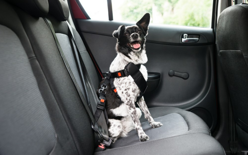 dog in rear of car