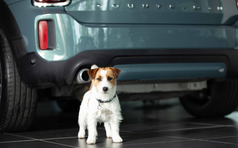 MINI Showrooms Receive Dogs Trust Paw of Approval