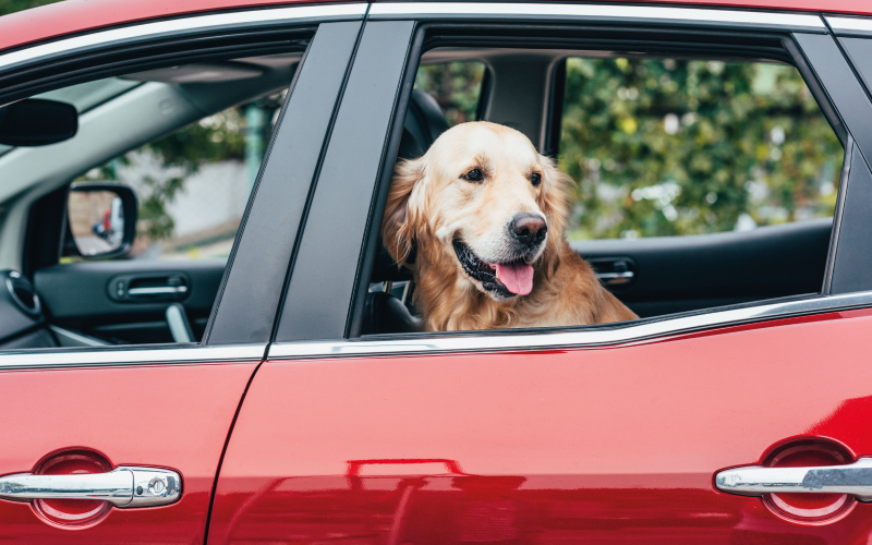 Tips to Keep Your Dog Safe in the Car 