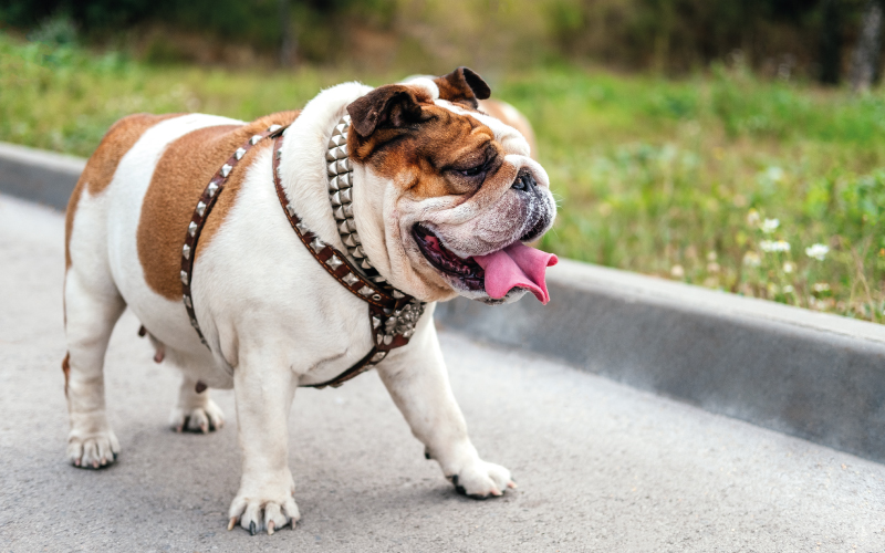 Motorsport Icons and Their Four-Legged Friends