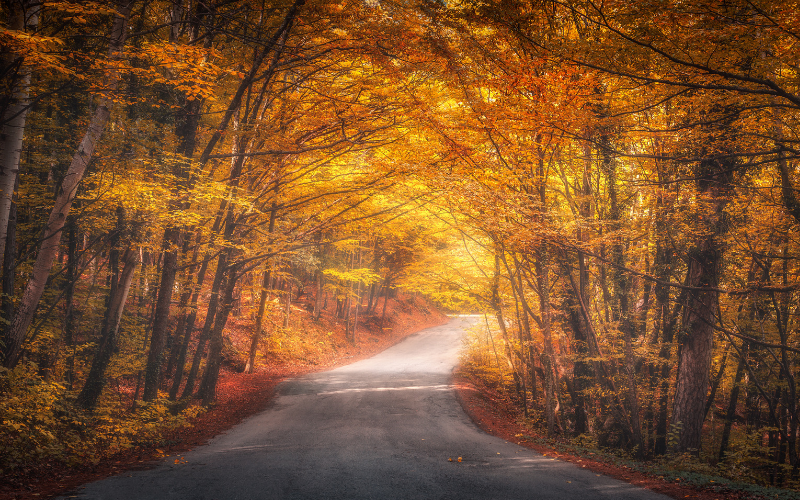 A Guide To Autumn Driving 