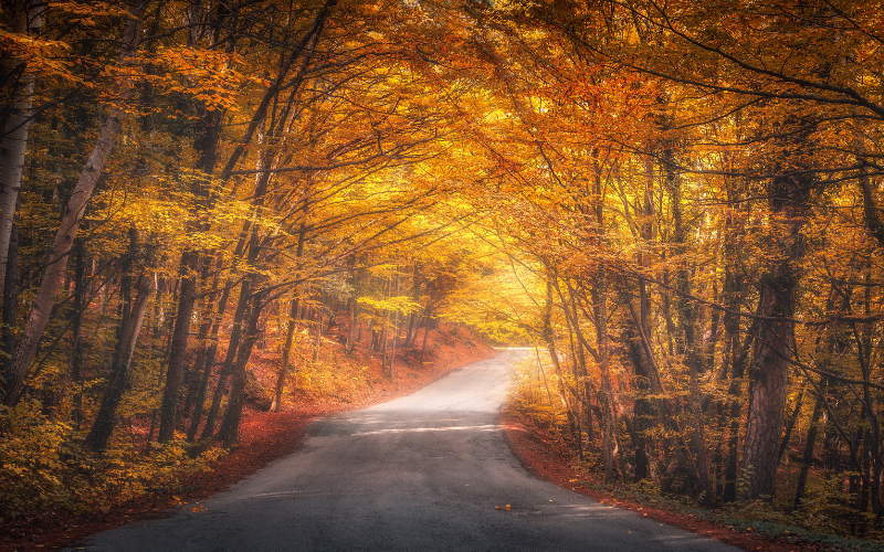 Macklin Motors Guide To Autumn Driving