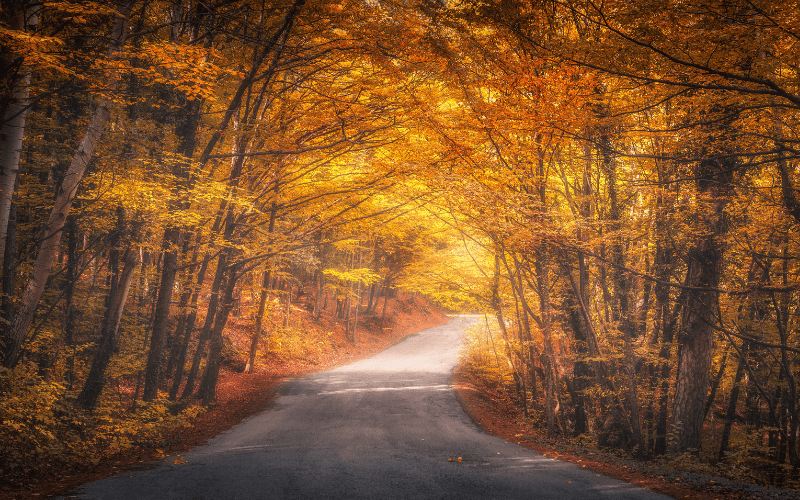 Vertu Motors' Guide To Autumn Driving