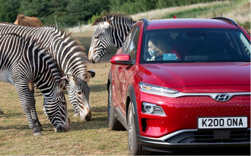Hyundai Kona Taking Families on a Wild Ride
